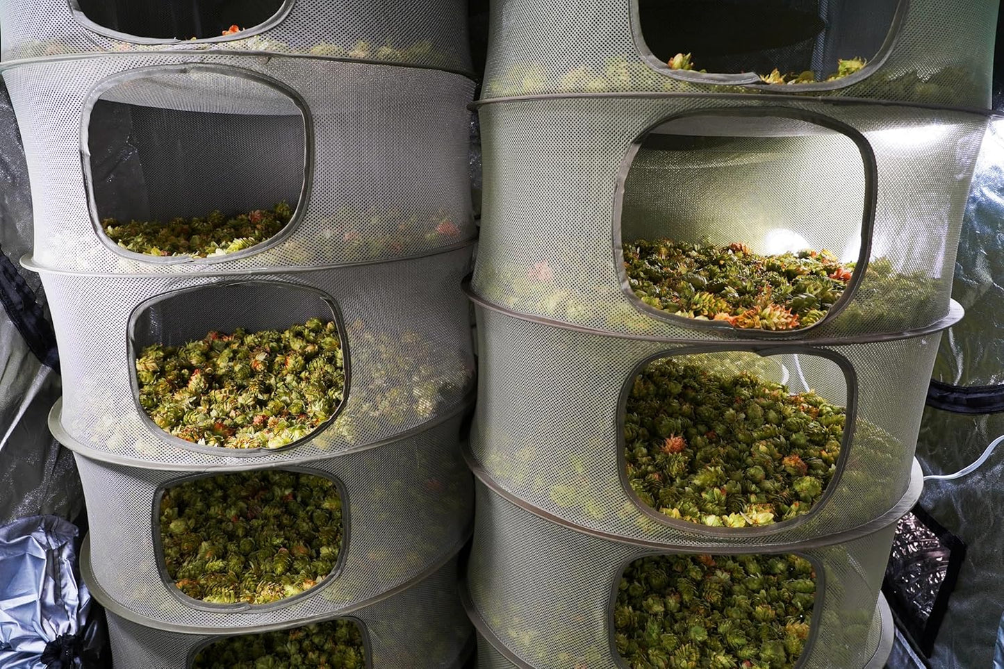 Grow1 2ft Drying Rack 1-Piece Collapsible Mesh Herb and Flower Hanging Dryer with Carrying Case for Even Airflow and Secure Harvest Storage